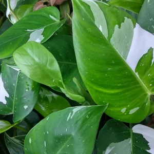 Philodendron White Princess Live Plant – Rare Variegated – 3 inch Starter Plant - Image 4