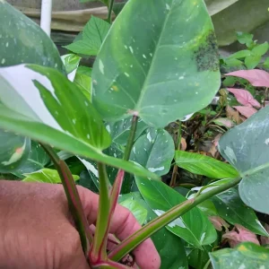Philodendron White Princess Live Plant – Rare Variegated – 3 inch Starter Plant - Image 5