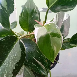 Philodendron White Princess Live Plant – Rare Variegated – 3 inch Starter Plant - Image 6