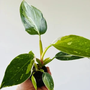 Philodendron White Princess Live Plant – Rare Variegated – 3 inch Starter Plant - Image 7