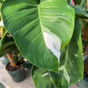 Philodendron White Princess Live Plant – Rare Variegated – 3 inch Starter Plant - Image 8