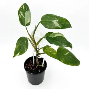 Philodendron White Princess Live Plant – Rare Variegated – 3 inch Starter Plant - Image 9