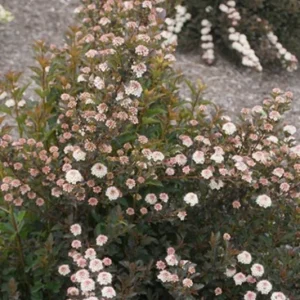 Physocarpus Alouette Ninebark Shrub Live Plant – 4-6 Inch Starter, Outdoor - Image 1