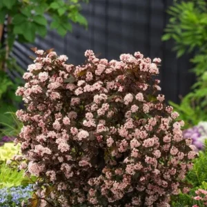 Physocarpus 'Little Joker' Ninebark Shrub - Live Plant, 8-12 Inch Tall, Outdoor - Image 1