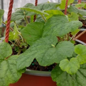 Piggyback Plant Live Houseplant – 4 to 6 inch Tall – Potted - Image 1