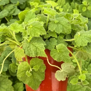 Piggyback Plant Live Plant - Tolmiea menziesii - 4 inch Pot - Indoor/Outdoor - Image 2