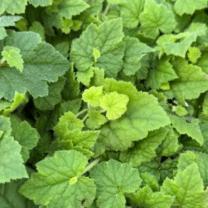Piggyback Plant Live Plant - Tolmiea menziesii - 4 inch Pot - Indoor/Outdoor - Image 3