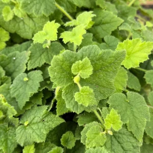 Piggyback Plant Live Plant - Tolmiea menziesii - 4 inch Pot - Indoor/Outdoor - Image 4
