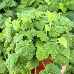 Piggyback Plant Live Plant - Tolmiea menziesii - 4 inch Pot - Indoor/Outdoor - Image 1