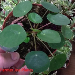Pilea Peperomioides Live Plant - 4 inch Tall Indoor Money Plant - Image 1