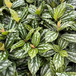 Pilea Watermelon Live Plant – Pilea Cadierei Houseplant – 4 inch Pot – Indoor Foliage - Image 2
