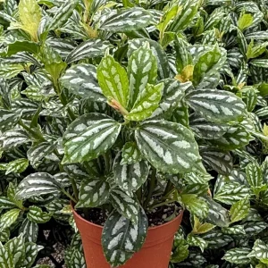 Pilea Watermelon Live Plant – Pilea Cadierei Houseplant – 4 inch Pot – Indoor Foliage - Image 1