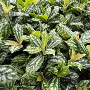 Pilea Watermelon Live Plant – Pilea Cadierei Houseplant – 4 inch Pot – Indoor Foliage - Image 3