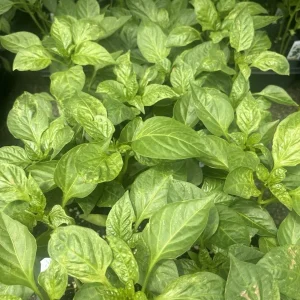 Pimento Elite Sweet Pepper Live Plants - Set of 3, Heart-Shaped, Red - Image 3