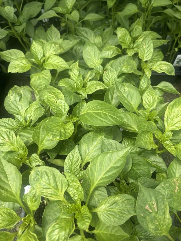 Pimento Elite Sweet Pepper Live Plants - Set of 3, Heart-Shaped, Red - Image 3