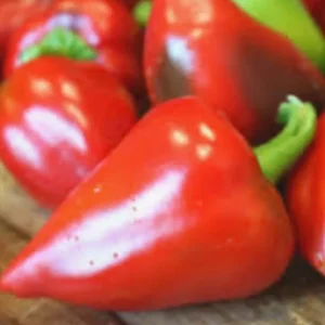 Pimento Elite Sweet Pepper Live Plants - Set of 3, Heart-Shaped, Red - Image 1