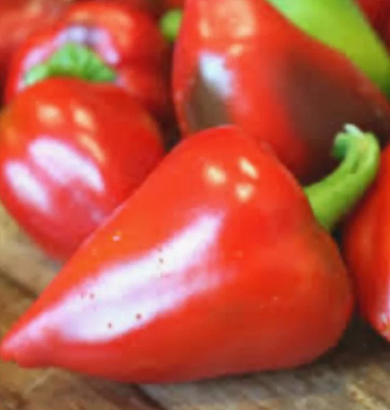 Pimento Elite Sweet Pepper Live Plants - Set of 3, Heart-Shaped, Red - Image 1
