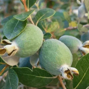 Pineapple Guava Live Plant – 12-16 Inches Tall – Half Gallon Container – Outdoor Shrub - Image 1