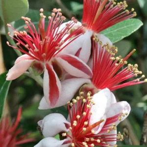 Pineapple Guava Live Plant – 12-16 Inches Tall – Half Gallon Container – Outdoor Shrub - Image 2