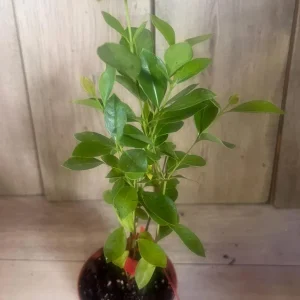 Pineapple Guava Live Plant – 18-22in Tall – 1 Gallon Pot – Outdoor Shrub - Image 2