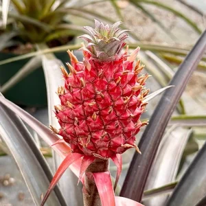 Pineapple Live Plant – Ananas Comosus Fruit Plant – 6 inch Pot – Indoor/Outdoor - Image 2
