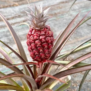 Pineapple Live Plant – Ananas Comosus Fruit Plant – 6 inch Pot – Indoor/Outdoor - Image 3
