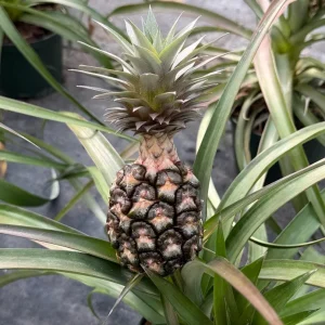 Pineapple Live Plant – Ananas Comosus Fruit Plant – 6 inch Pot – Indoor/Outdoor - Image 4