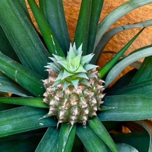 Pineapple Live Plant – Ananas Comosus Fruit Plant – 6 inch Pot – Indoor/Outdoor - Image 5