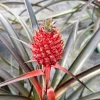 Pineapple Live Plant – Ananas Comosus Fruit Plant – 6 inch Pot – Indoor/Outdoor - Image 1