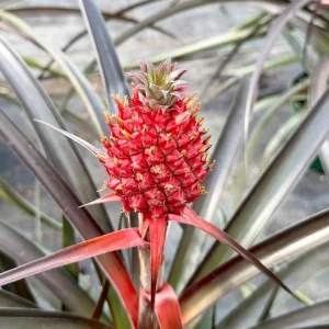 Pineapple Live Plant – Ananas Comosus Fruit Plant – 6 inch Pot – Indoor/Outdoor - Image 1