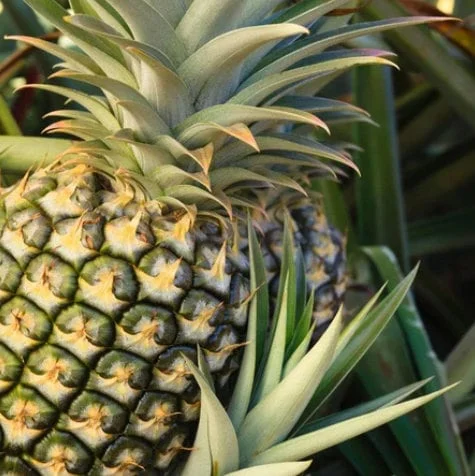 Pineapple Plant Live - Florida Special Ananas comosus - Indoor/Outdoor Fruit Tree - Image 1