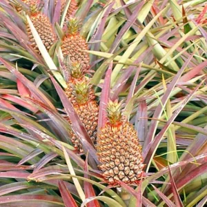 Pineapple Plant Live - Florida Special Ananas comosus - Indoor/Outdoor Fruit Tree - Image 2