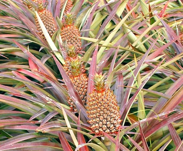 Pineapple Plant Live - Florida Special Ananas comosus - Indoor/Outdoor Fruit Tree - Image 2