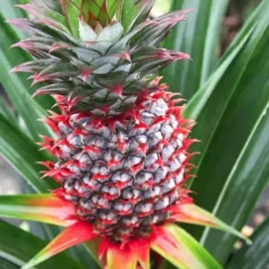 Pineapple Plant Live - Florida Special Ananas comosus - Indoor/Outdoor Fruit Tree - Image 3