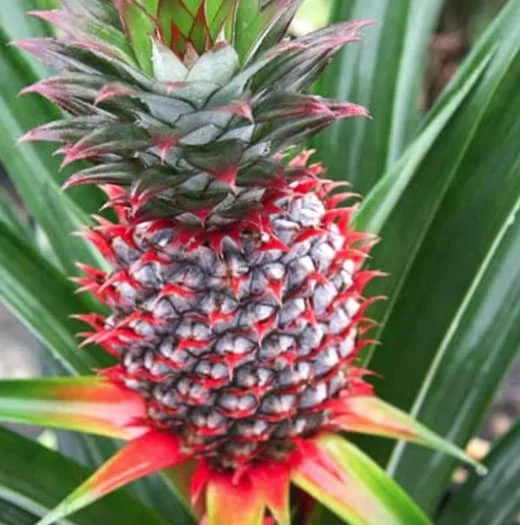 Pineapple Plant Live - Florida Special Ananas comosus - Indoor/Outdoor Fruit Tree - Image 3