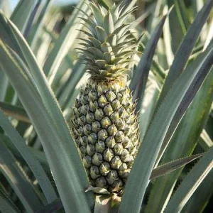 Pineapple Plant Live - Florida Special Ananas comosus - Indoor/Outdoor Fruit Tree - Image 4