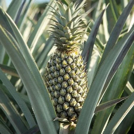 Pineapple Plant Live - Florida Special Ananas comosus - Indoor/Outdoor Fruit Tree - Image 4