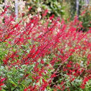 Pineapple Sage Live Plant (Salvia Elegans) - 6 Inch Tall - Red Flowers - Outdoor - Image 1