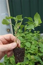 Pink Bougainvillea 'Juanita Hatten' Live Plants – 2 Pack – 4-6 in Tall – Hardy Flowering Vine - Image 2