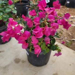 Pink Bougainvillea 'Juanita Hatten' Live Plants – 2 Pack – 4-6 in Tall – Hardy Flowering Vine - Image 3
