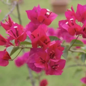 Pink Bougainvillea 'Juanita Hatten' Live Plants – 2 Pack – 4-6 in Tall – Hardy Flowering Vine - Image 4