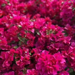 Pink Bougainvillea 'Juanita Hatten' Live Plants – 2 Pack – 4-6 in Tall – Hardy Flowering Vine - Image 6