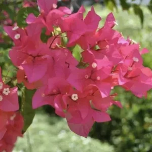 Pink Bougainvillea 'Juanita Hatten' Live Plants – 2 Pack – 4-6 in Tall – Hardy Flowering Vine - Image 7