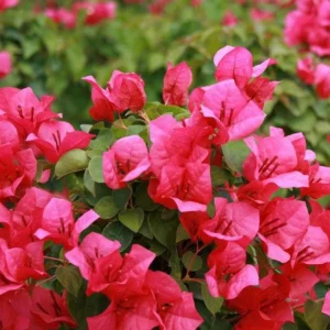 Pink Bougainvillea 'Juanita Hatten' Live Plants – 2 Pack – 4-6 in Tall – Hardy Flowering Vine - Image 1