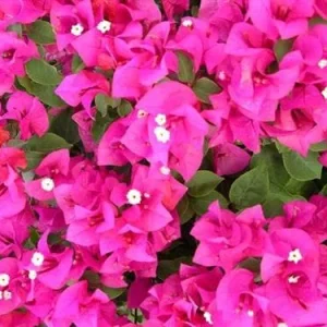Pink Bougainvillea Live Plant - 2 'Helen Johnson' Dwarf Shrub - Drought Tolerant - Image 2