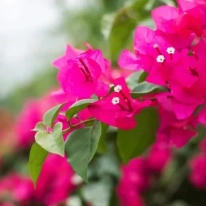 Pink Bougainvillea Live Plant - 2 'Helen Johnson' Dwarf Shrub - Drought Tolerant - Image 1