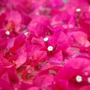 Pink Bougainvillea Live Plant - 2 'Helen Johnson' Dwarf Shrub - Drought Tolerant - Image 3