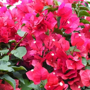Pink Bougainvillea Live Plant - 2 'Helen Johnson' Dwarf Shrub - Drought Tolerant - Image 4