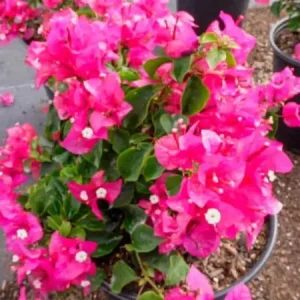 Pink Bougainvillea Live Plant - 2 'Helen Johnson' Dwarf Shrub - Drought Tolerant - Image 5