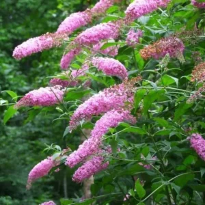 Pink Buddleia Live Plant – Butterfly Bush – 4 inch Pot – Outdoor Shrub - Image 2
